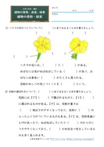 小5理科 植物の発芽 成長 結実 の学習プリント 無料ダウンロード 印刷