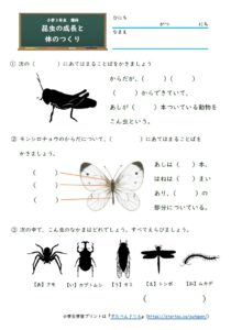 小3理科昆虫の成長と体のつくり