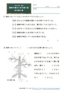 小6理科 植物の養分と水の通り道 の学習プリント 無料ダウンロード 印刷