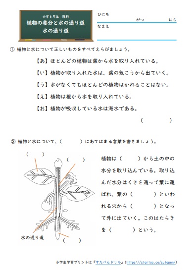 小6理科 植物のからだのはたらき の学習プリント 練習問題 無料ダウンロード 印刷