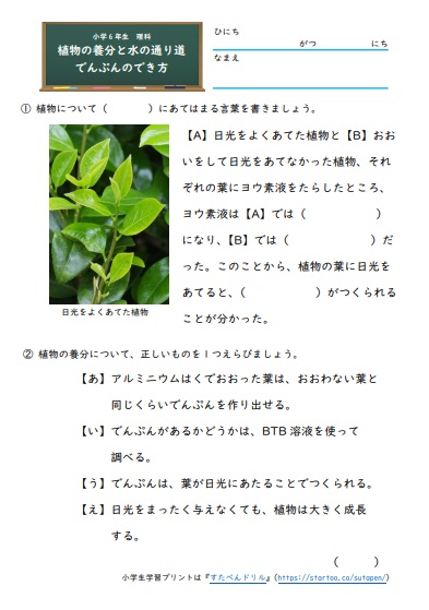 植物のからだの働き 無料プリント
