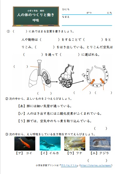 人の体のつくりと働き 無料プリント