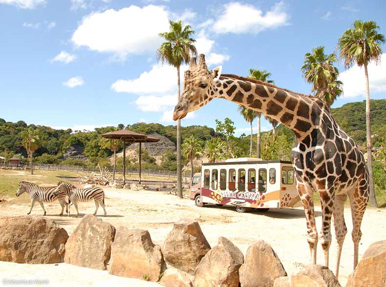 アドベンチャーワールドの様子