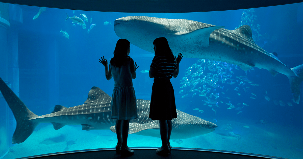 海遊館の様子