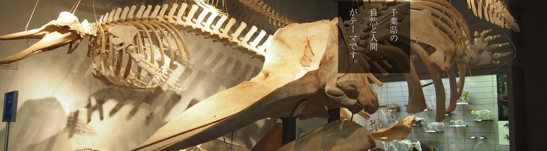 千葉県立中央博物館の様子