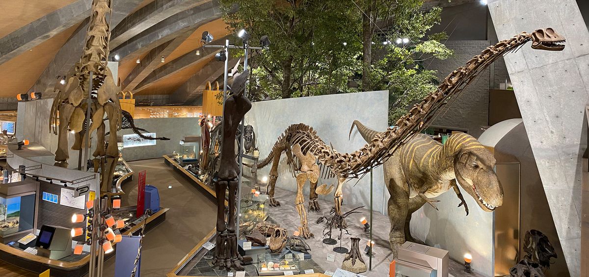 群馬県立自然史博物館 カマラサウルス全身骨格