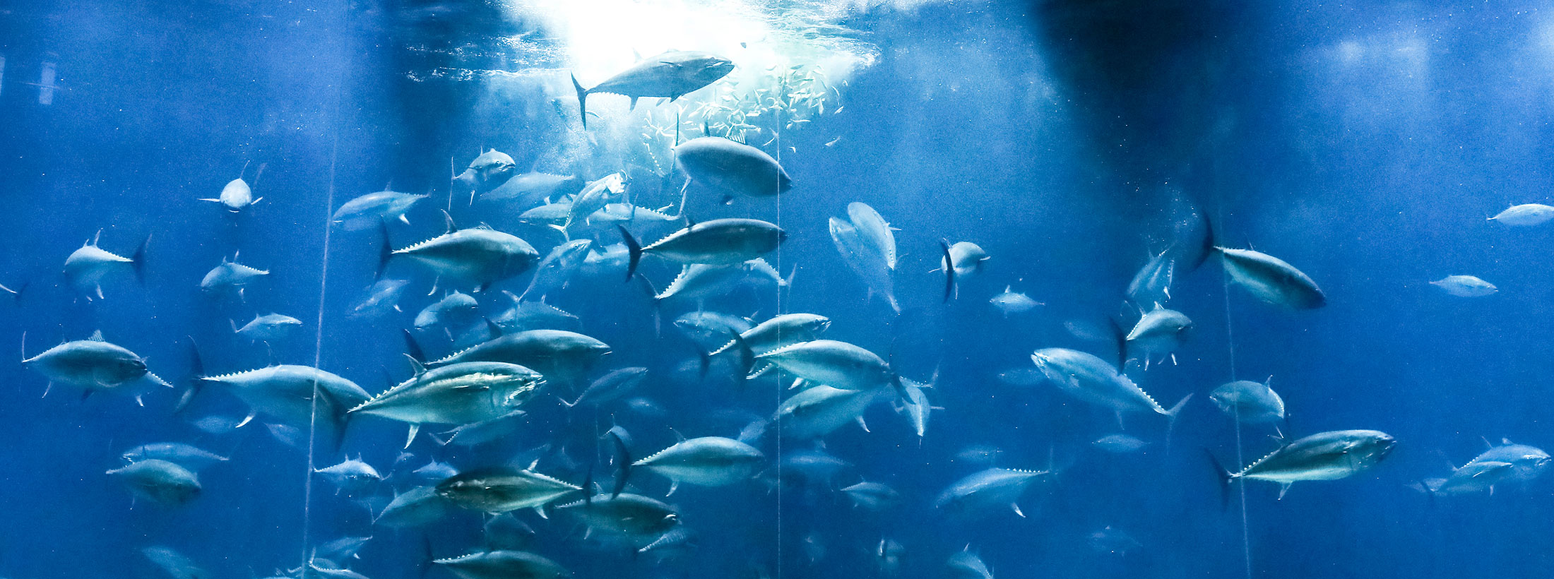 葛西臨海水族園の様子