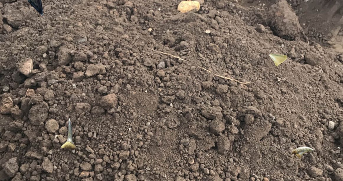 東松山市 化石と自然の体験館 化石発掘体験