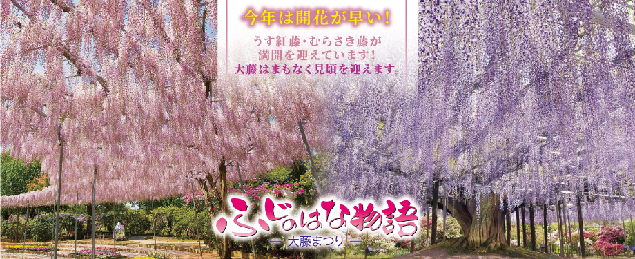 あしかがフラワーパーク