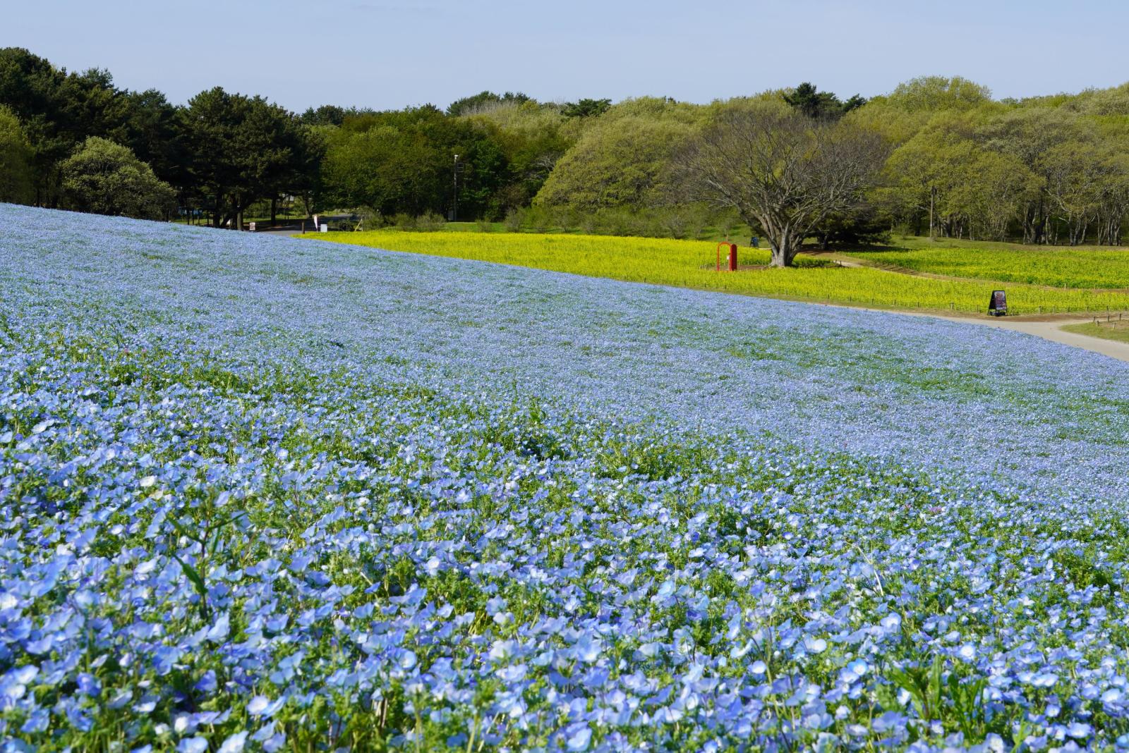 国営ひたち海浜公園