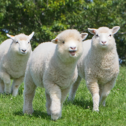 マザー牧場の様子