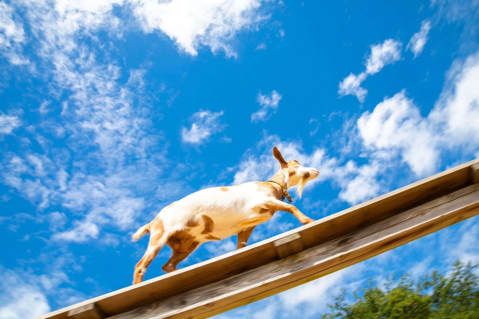 成田ゆめ牧場の様子