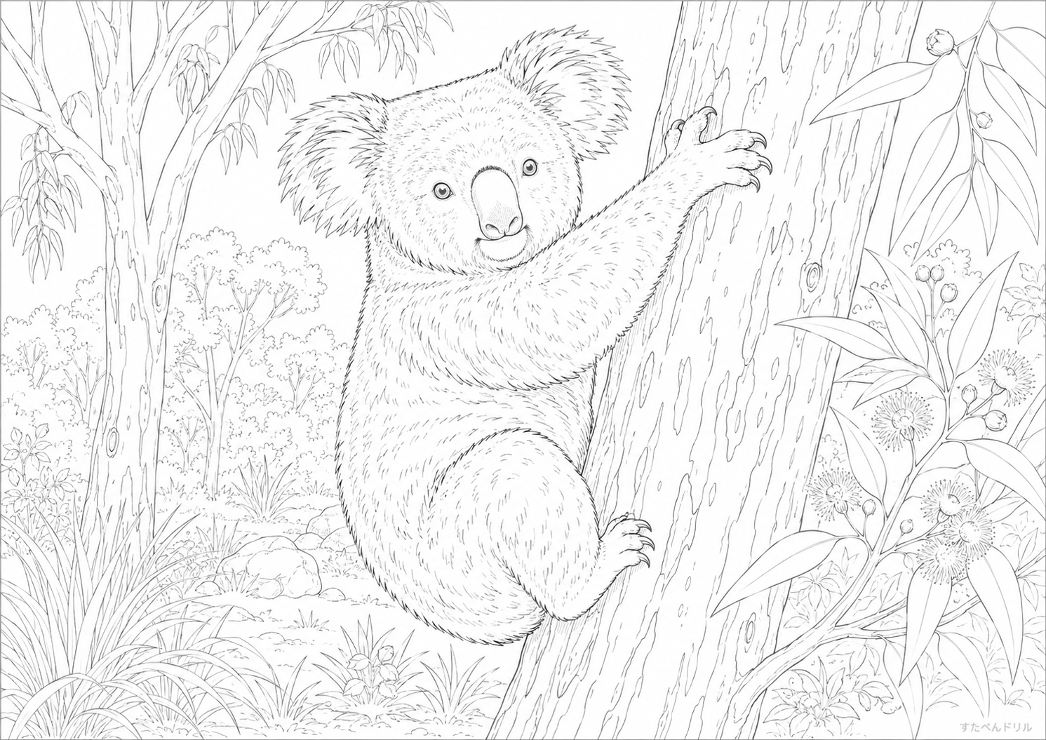 木の上のリアルコアラぬりえ 無料プリント A4 PDF