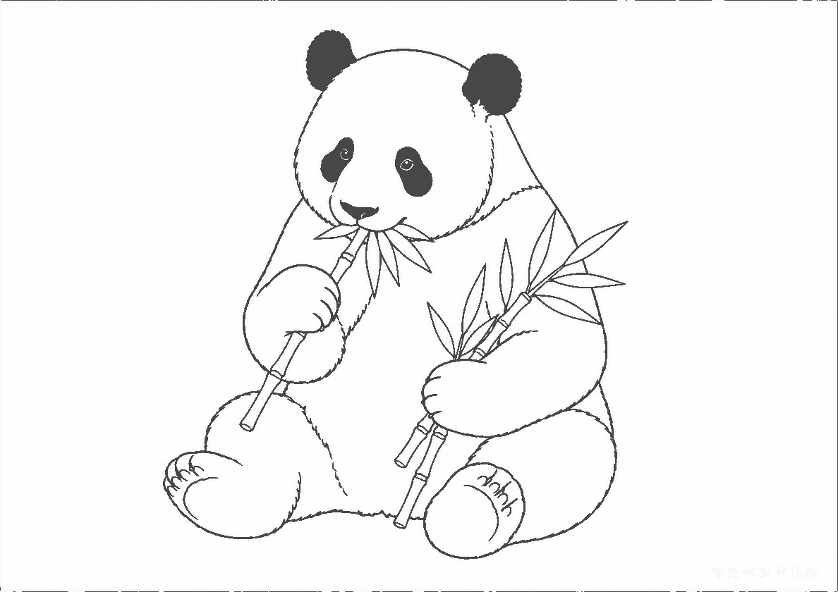 16 竹を食べるリアルなパンダ ぬりえ