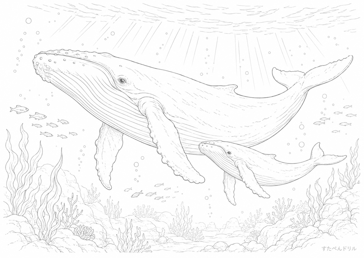 海中の親子クジラぬりえ 無料プリント A4 PDF