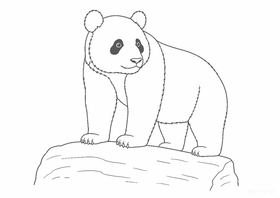 19 岩の上のリアルなパンダ ぬりえ