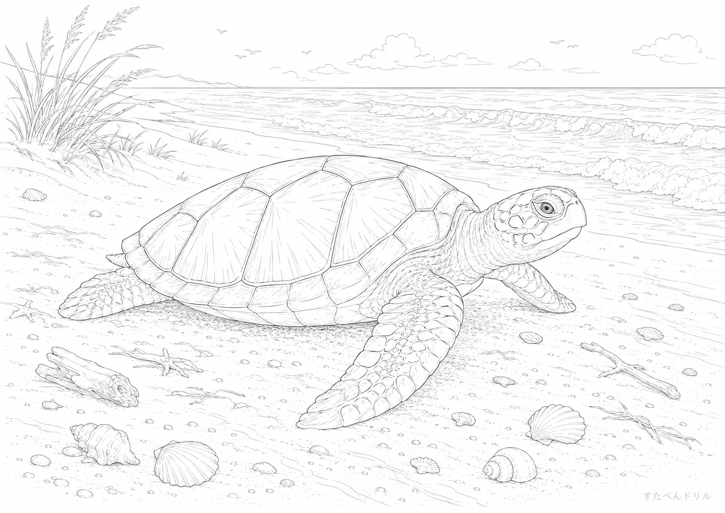 砂浜のウミガメぬりえ 無料プリント A4 PDF