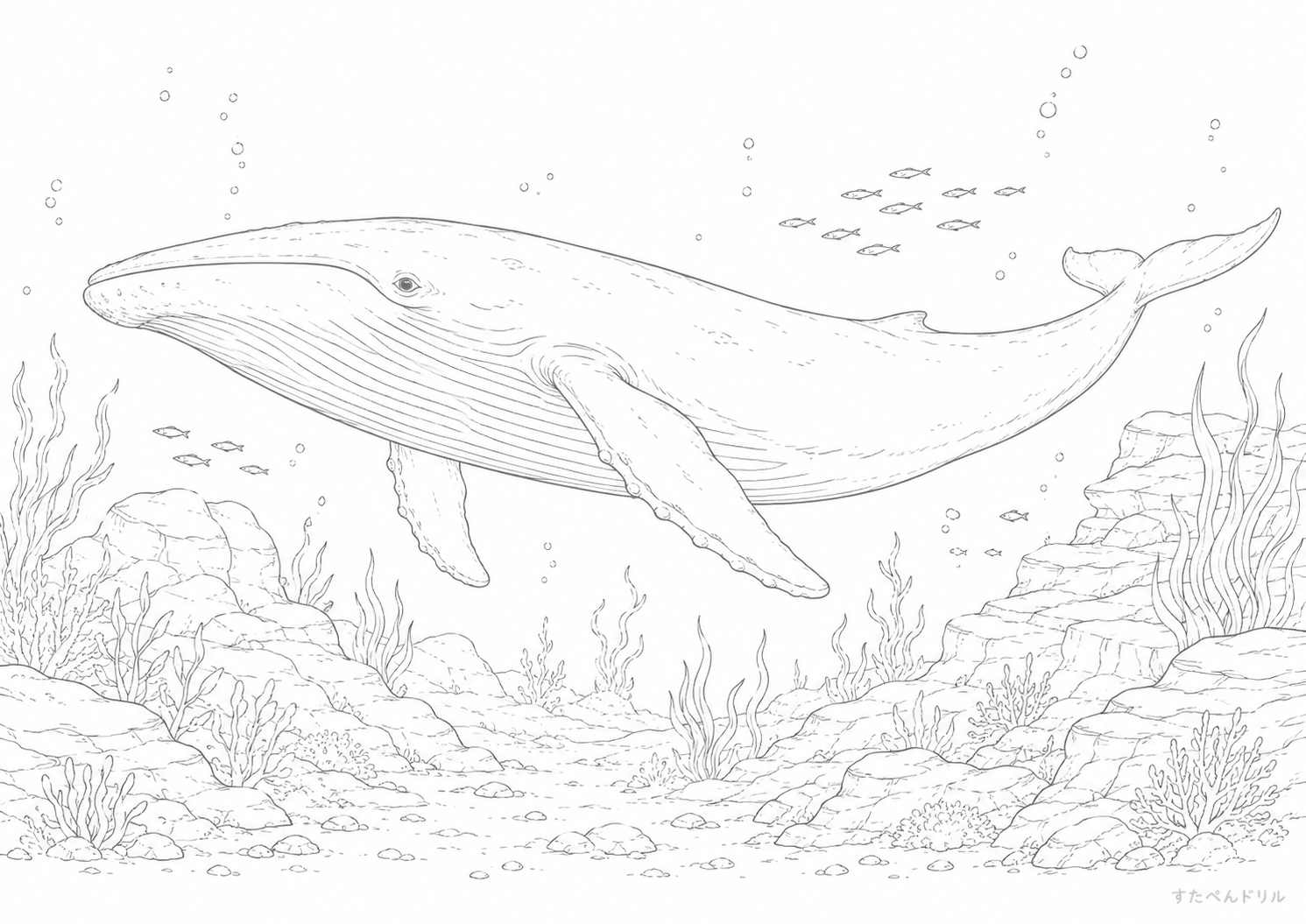 サンゴ礁とクジラのぬりえ 無料プリント A4 PDF