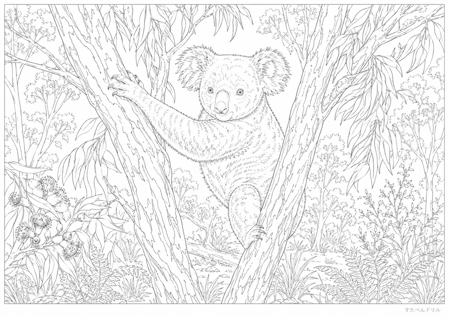 木登りリアルコアラのぬりえ 無料プリント A4 PDF