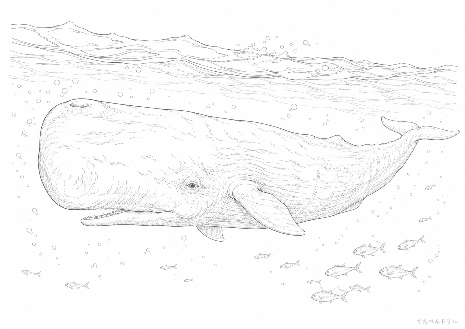 マッコウクジラの海中ぬりえ 無料プリント A4 PDF