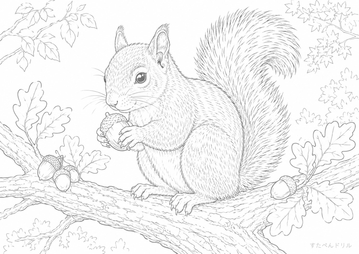 木の枝のリスとどんぐり リス ぬりえ 塗り絵 無料プリント PDF