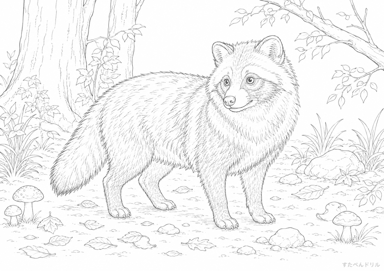 森に立つリアルなたぬき塗り絵プリント