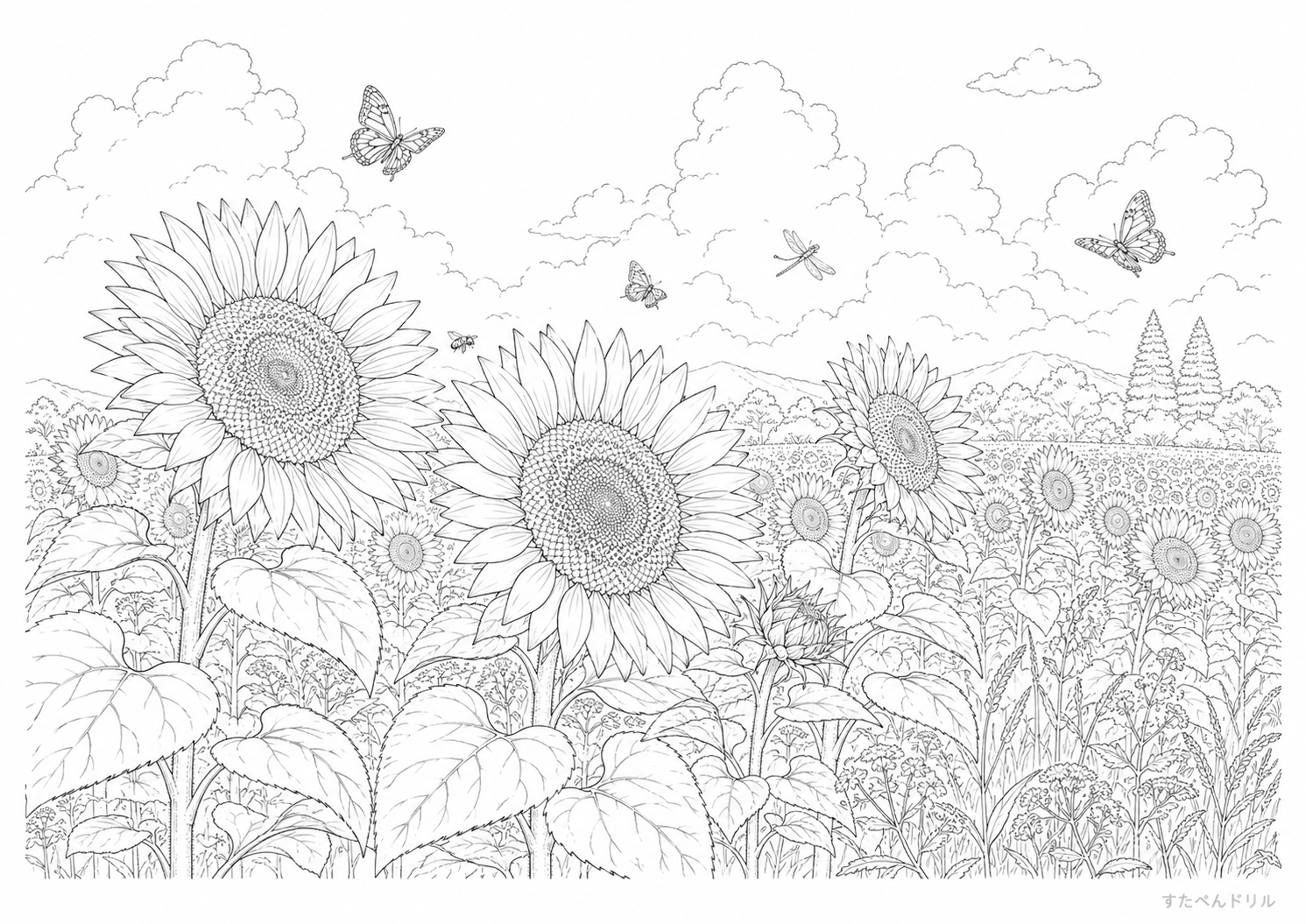 ひまわり畑 7月の塗り絵PDF