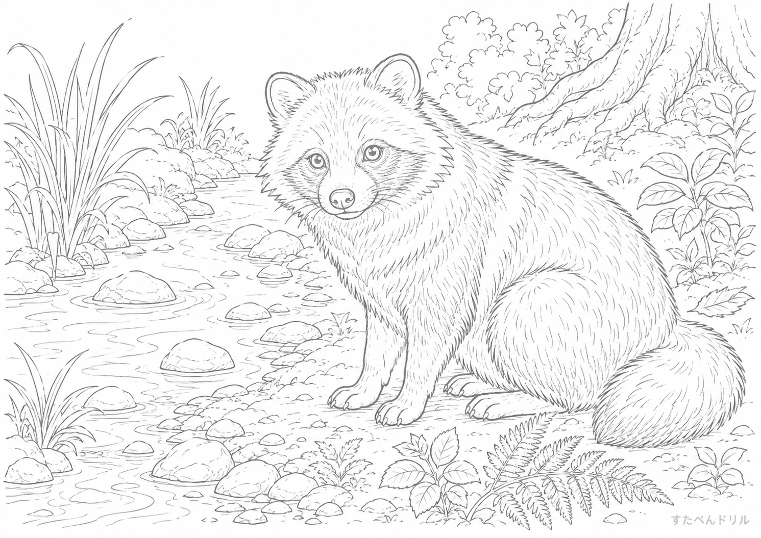 川辺のリアルなたぬき塗り絵プリント