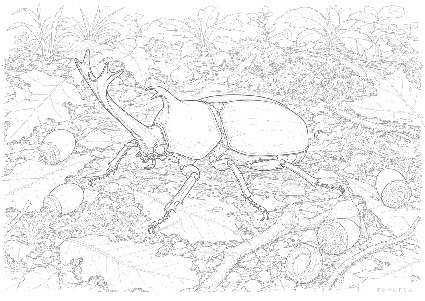 どんぐりとカブトムシ カブトムシのぬりえプリント PDF無料ダウンロード