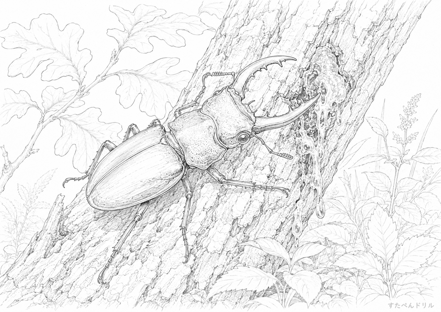 樹液に集まるリアルなクワガタのクワガタぬりえ無料プリント