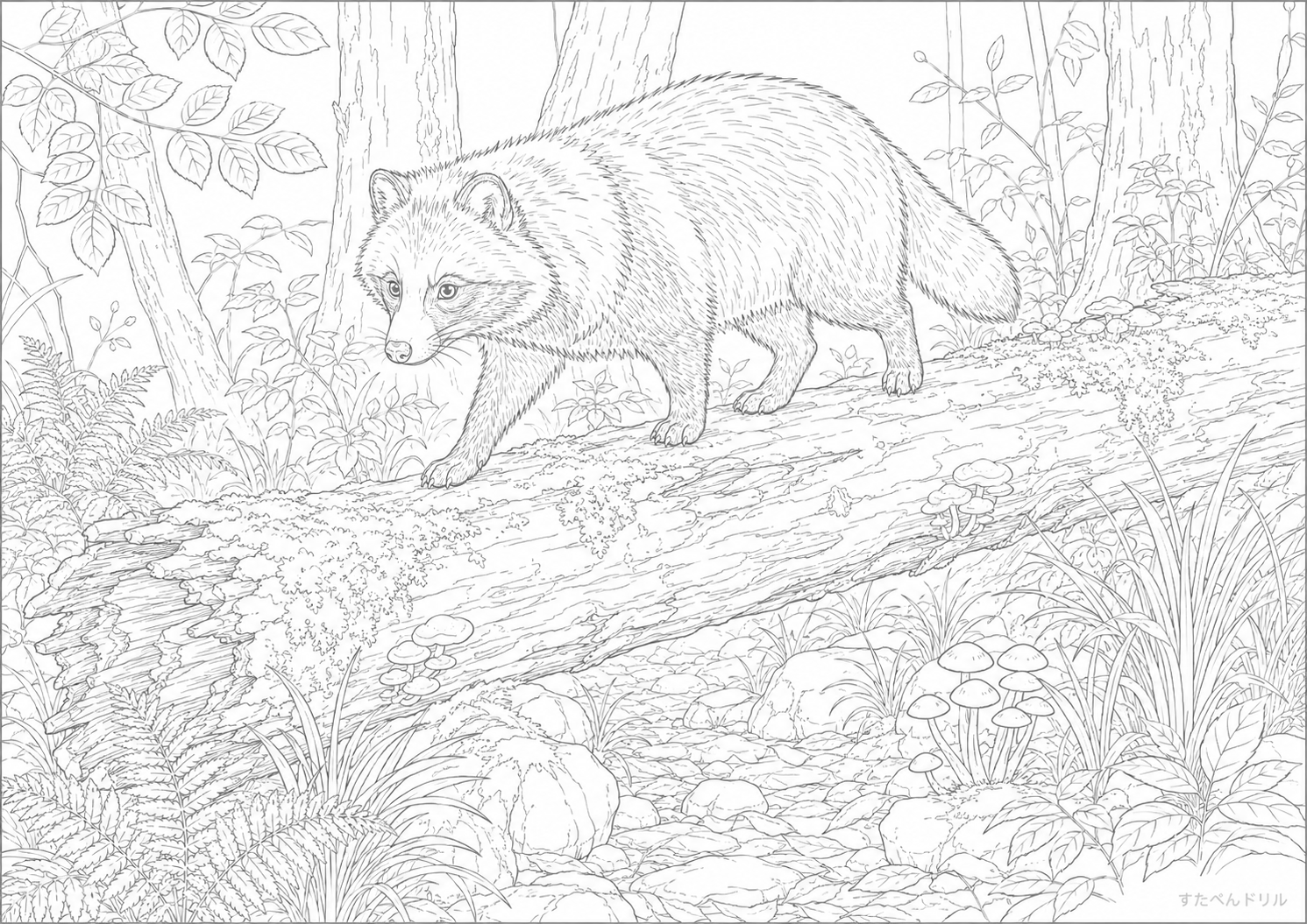 倒木のそばのたぬき塗り絵プリント