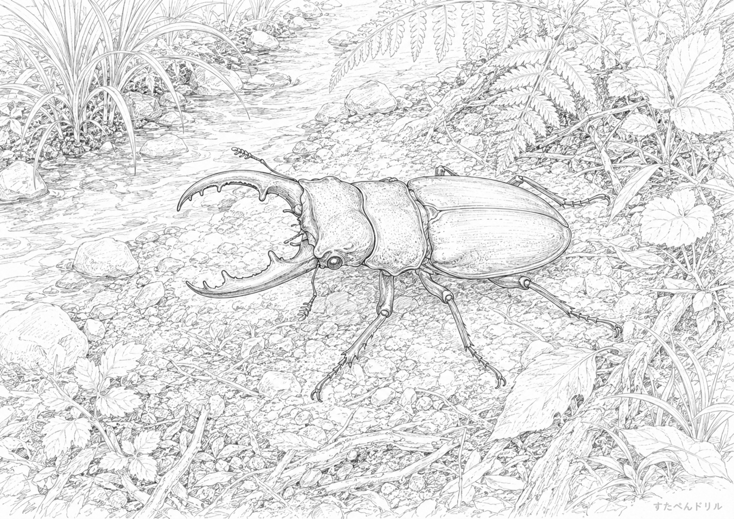 水辺のリアルなクワガタのクワガタぬりえ無料プリント