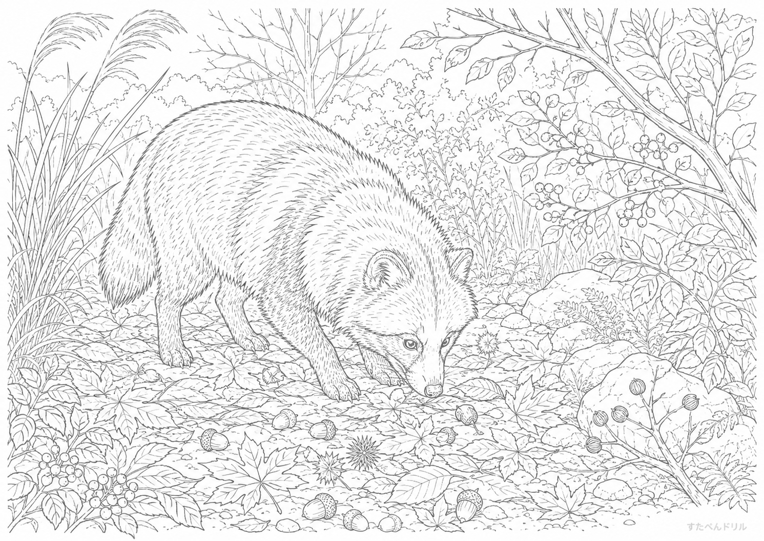 秋の森で食べ物を探すたぬき塗り絵プリント