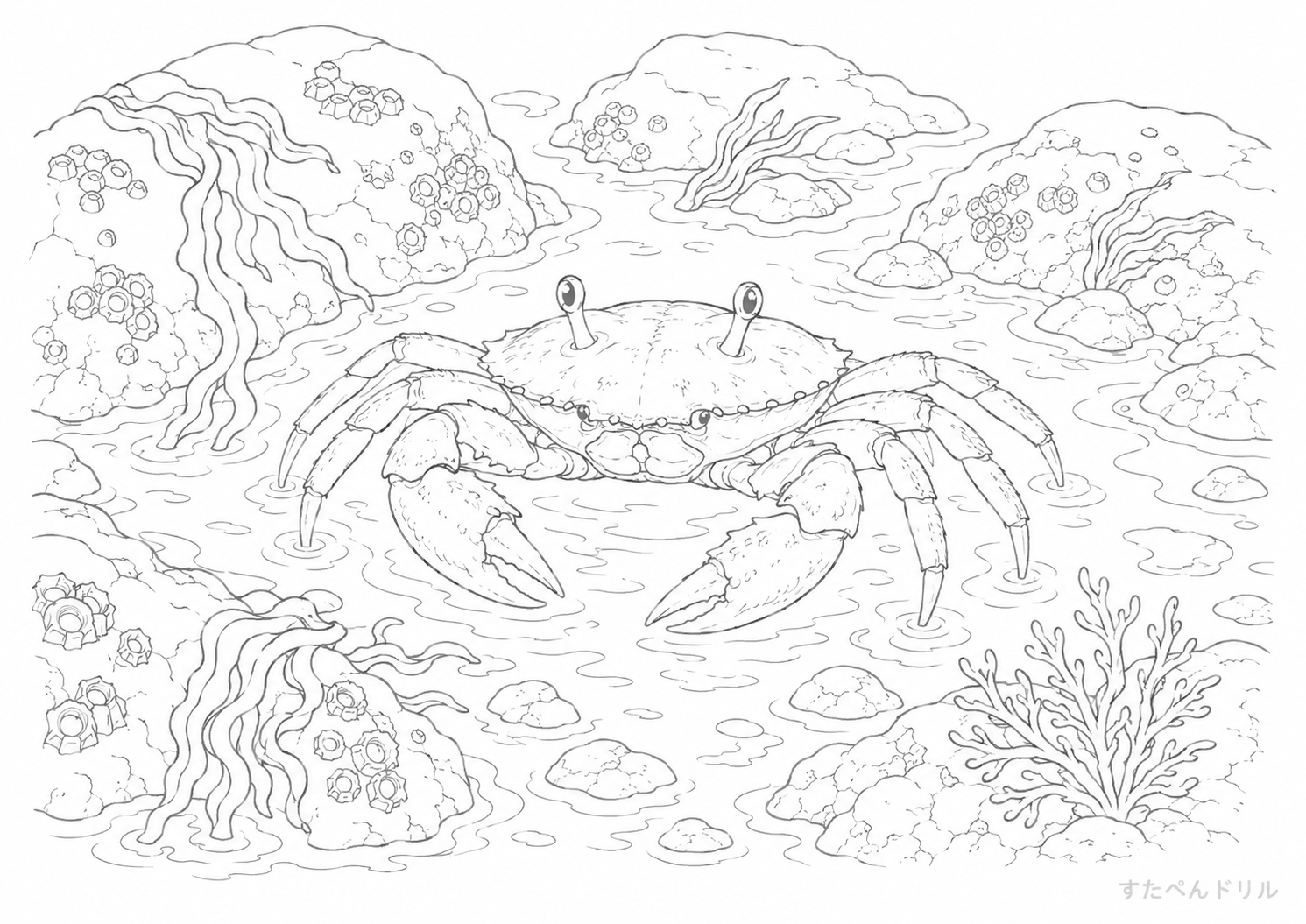 潮だまりのカニのぬりえ 無料プリント A4 PDF