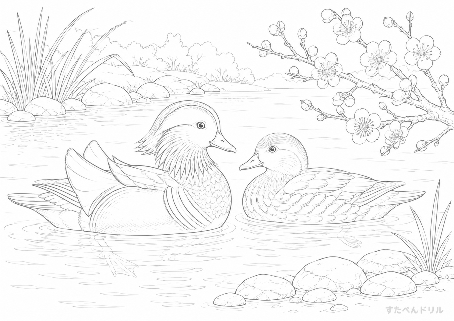 2月のぬりえ 静かな池とマンダリン鴨 無料PDFプリント