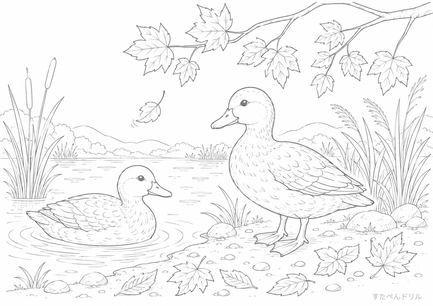 池のかも リアル系 10月のぬりえ 塗り絵無料プリント PDFダウンロード